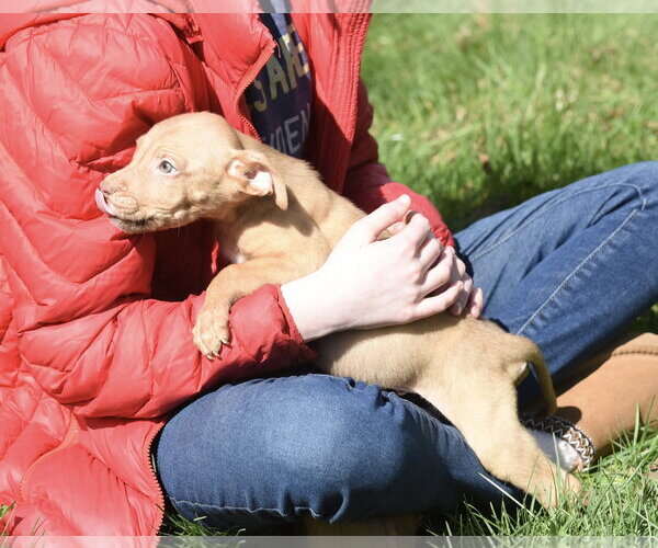 Medium Photo #6 Mutt Puppy For Sale in Mechanicsburg, PA, USA