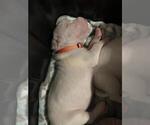 Small Photo #7 Dogo Argentino Puppy For Sale in BROOMALL, PA, USA
