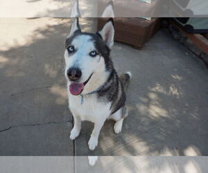 Axel - Male Siberian Husky Dog for Adoption - Photo #4
