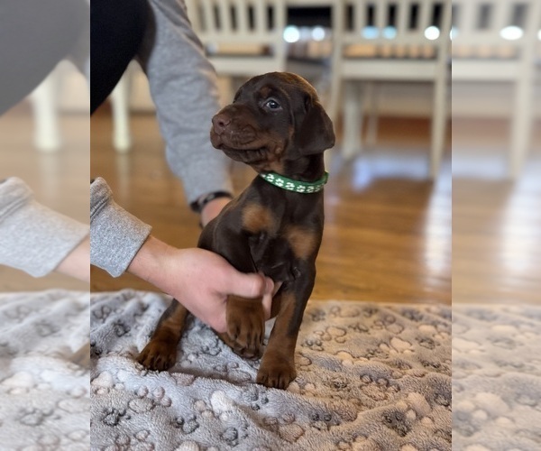 Medium Photo #6 Doberman Pinscher Puppy For Sale in COOKEVILLE, TN, USA