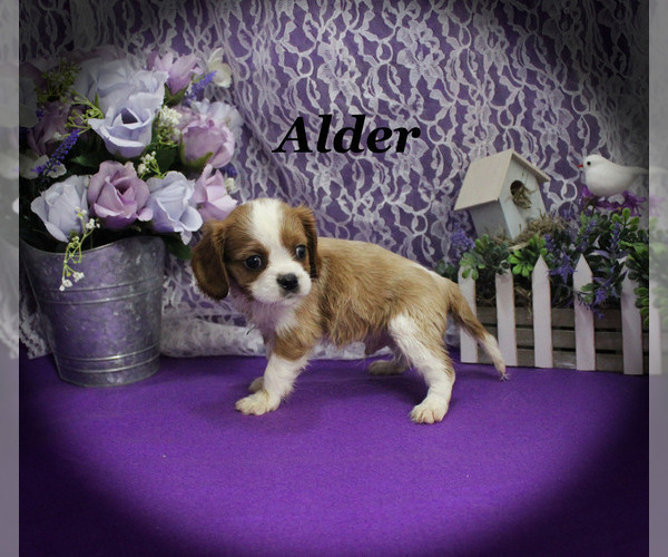 Medium Photo #12 Cavalier King Charles Spaniel Puppy For Sale in CHANUTE, KS, USA