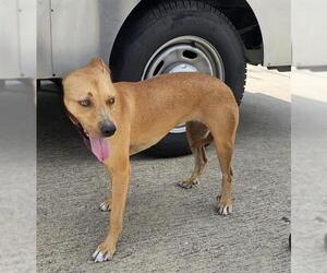 American Pit Bull Terrier-Unknown Mix Dogs for adoption in Pasadena, TX, USA