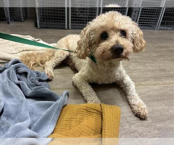 Medium Photo #1 Bichon Frise-Unknown Mix Puppy For Sale in Pasadena, CA, USA