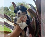 Small Photo #9 Australian Shepherd Puppy For Sale in GIBSONTON, FL, USA