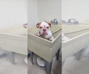 Peaches - Female Bulldog Dog for Adoption - Photo #4