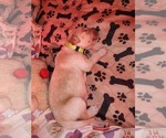 Small Photo #6 Golden Retriever Puppy For Sale in PAULINE, SC, USA
