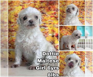 Maltese Dogs for adoption in Seattle, WA, USA