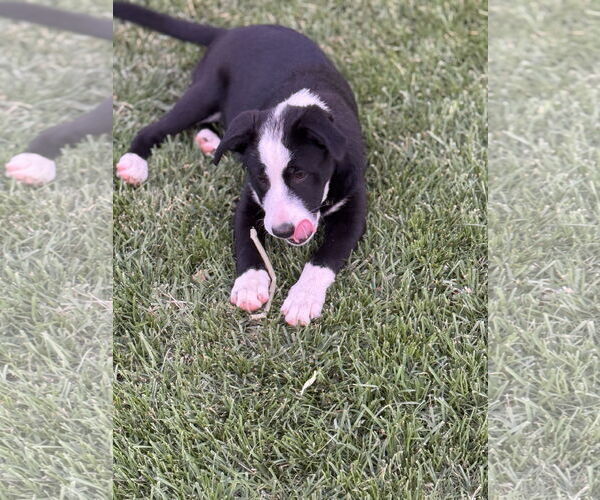 Medium Photo #5 Labrador Retriever-Unknown Mix Puppy For Sale in Sandy, UT, USA