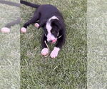 Small #4 Labrador Retriever Mix