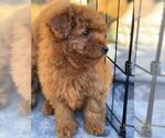 Small #1 Poodle (Toy)