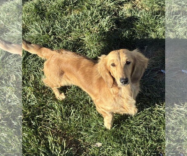 Medium Photo #1 Dachshund Puppy For Sale in Hesperia, CA, USA