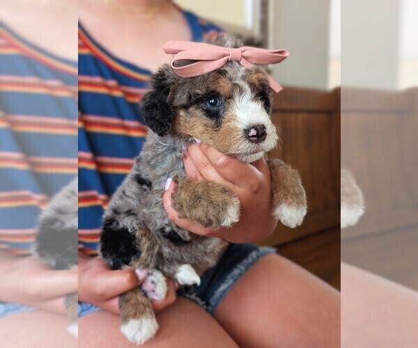 Medium Photo #13 Bernedoodle (Miniature) Puppy For Sale in DAVIS, CA, USA
