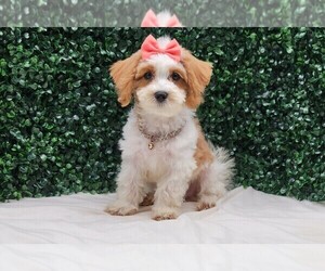 Maltipoo Litter for sale in BLOOMINGTON, IN, USA
