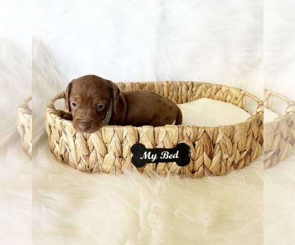 Medium Photo #6 Dachshund Puppy For Sale in DAVIS, CA, USA
