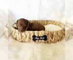 Small #5 Dachshund