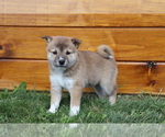 Small Photo #2 Shiba Inu Puppy For Sale in SHILOH, OH, USA
