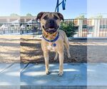 Small #2 Black Mouth Cur Mix