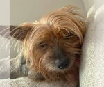 Small #2 Mutt