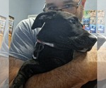 Small #3 Labrador Retriever Mix