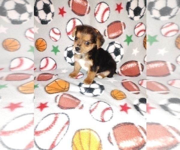 Medium Photo #7 YorkiePoo Puppy For Sale in LAPEER, MI, USA