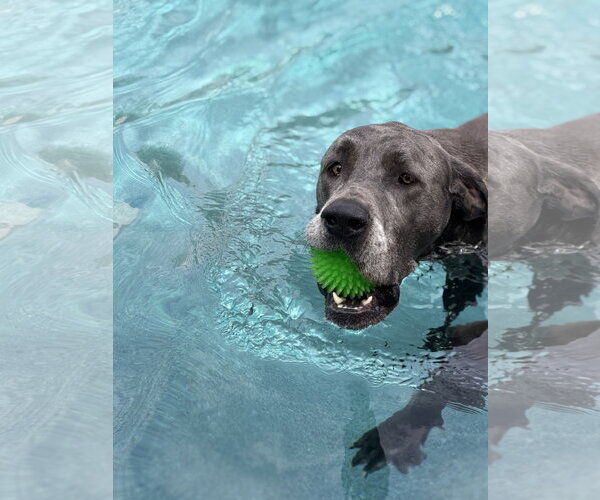 Medium Photo #3 Great Dane Puppy For Sale in Goodyear, AZ, USA