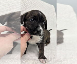 Toy Rat Doxie Dogs for adoption in Holly Springs, NC, USA