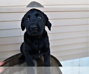 Labrador Retriever Puppy for sale in JACKSON, MI, USA