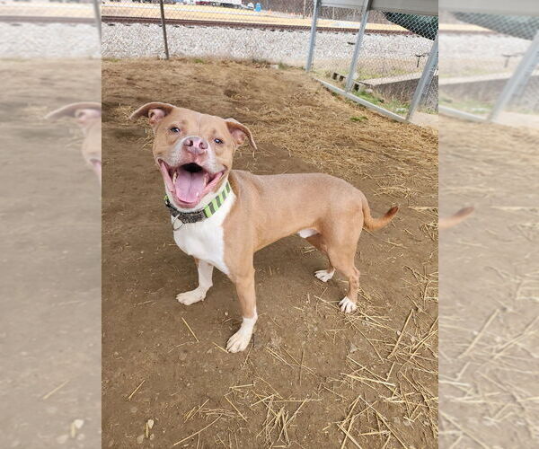 Medium Photo #2 Boxer-Unknown Mix Puppy For Sale in Evansville, IN, USA