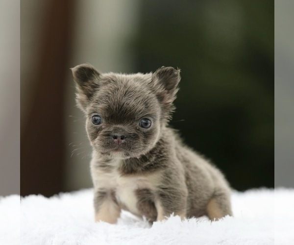 Medium Photo #3 French Bulldog Puppy For Sale in FORT LAUDERDALE, FL, USA
