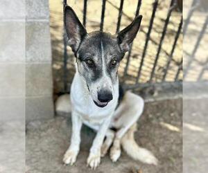 German Shepherd Dog Dogs for adoption in Riverside, CA, USA