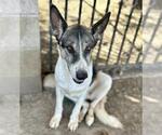 BELLS - Female German Shepherd Dog Dog for Adoption - Small photo