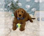 Small #5 Goldendoodle mix (+ Poodle Miniature)