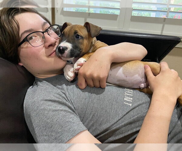 Medium Photo #1 Black Mouth Cur-Boxer Mix Puppy For Sale in Dana Point, CA, USA