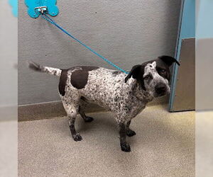 Mutt Dog for Adoption in Las Vegas, Nevada USA