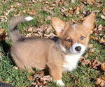 Small Pembroke Welsh Corgi