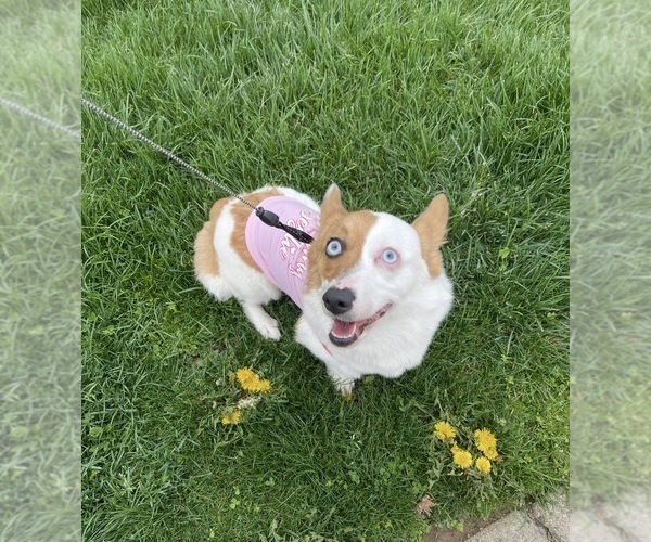 Medium Photo #1 Pembroke Welsh Corgi Puppy For Sale in PHILADELPHIA, PA, USA
