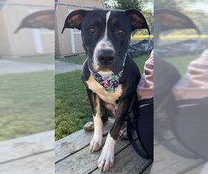 American Pit Bull Terrier-Unknown Mix Dogs for adoption in Tulsa, OK, USA
