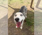 Oona - Female Siberian Husky-Unknown Mix Dog for Adoption - Small photo