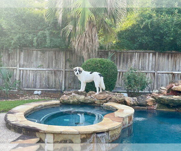 Medium Photo #3 Anatolian Pyrenees Puppy For Sale in Spring, TX, USA