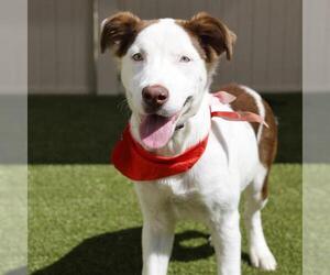 American Staffordshire Terrier-Unknown Mix Dogs for adoption in San Antonio, TX, USA