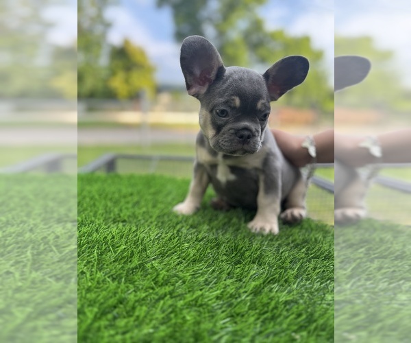Medium Photo #3 French Bulldog Puppy For Sale in CRYSTAL CITY, TX, USA