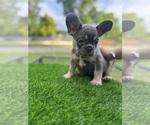 Small Photo #11 French Bulldog Puppy For Sale in CRYSTAL CITY, TX, USA