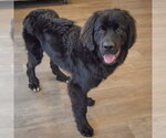 Small Photo #4 Mutt Puppy For Sale in Huntley, IL, USA