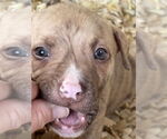 Small #2 American Bandogge mastiff