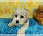 Small #3 Goldendoodle-Poodle (Toy) Mix