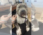 Small #2 American Pit Bull Terrier