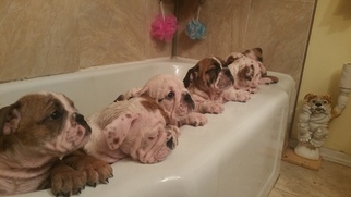 Bulldog Puppy for sale in LINDEN, NJ, USA