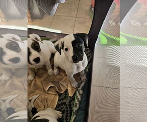 Labrador Retriever-Unknown Mix Dogs for adoption in Rockaway, NJ, USA