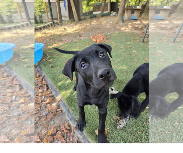 Medium Photo #1 Staffordshire Bull Terrier-Unknown Mix Puppy For Sale in Tracy City, TN, USA