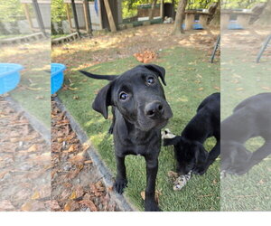 Staffordshire Bull Terrier-Unknown Mix Dogs for adoption in Tracy City, TN, USA
